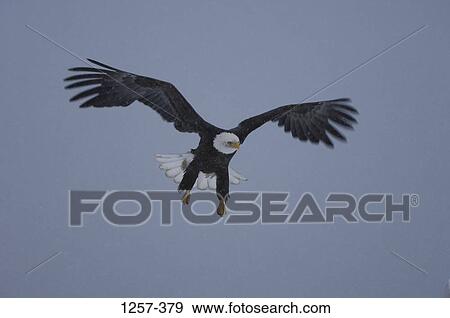 Stock Photo - Bald eagle (Haliaeetus leucocephalus) in flight, Homer, Alaska, USA. Fotosearch