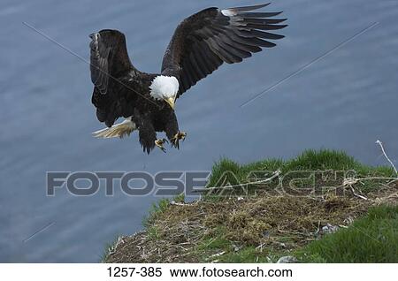 Bald eagle (Haliaeetus leucocephalus) landing on its nest, Unalaska Island, Dutch Harbor, Alaska, USA View Large Photo Image Stock Photography - Bald eagle (Haliaeetus leucocephalus) landing on its nest, Unalaska Island, Dutch Harbor, Alaska, USA. Fotosearch