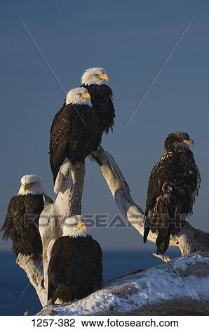 Bald eagles (Haliaeetus leucocephalus) perching on a driftwood, Homer, Alaska, USA View Large Photo Image Stock Image - Bald eagles (Haliaeetus leucocephalus) perching on a driftwood, Homer, Alaska, USA. Fotosearch