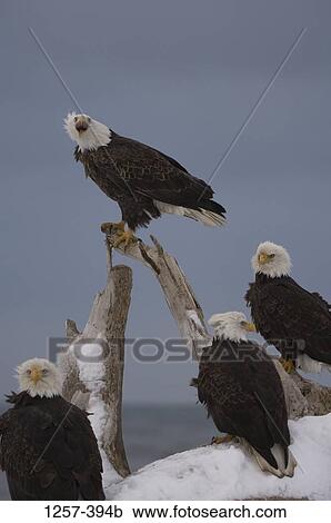 Bald eagles (Haliaeetus leucocephalus) perching on a branch, Homer, Alaska, USA View Large Photo Image Stock Image - Bald eagles (Haliaeetus leucocephalus) perching on a branch, Homer, Alaska, USA. Fotosearch
