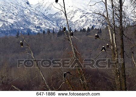 Stock Photograph - Bald eagles perching (Haliaeetus leucocephalus) on trees, Alaska Chilkat Bald Eagle Preserve, Haines, Alaska, USA. Fotosearch