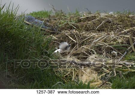Bald eaglet (Haliaeetus leucocephalus) on its nest, Unalaska Island, Dutch Harbor, Alaska, USA View Large Photo Image Stock Photo - Bald eaglet (Haliaeetus leucocephalus) on its nest, Unalaska Island, Dutch Harbor, Alaska, USA. Fotosearch