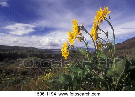 Balsam Root (Balsamorhiza sagittata) flowers in a field, Columbia Hills State Park, Columbia River Gorge National Scenic Area, Washington State, USA View Large Photo Image Picture - Balsam Root (Balsamorhiza sagittata) flowers in a field, Columbia Hills State Park, Columbia River Gorge National Scenic Area, Washington State, USA. Fotosearch