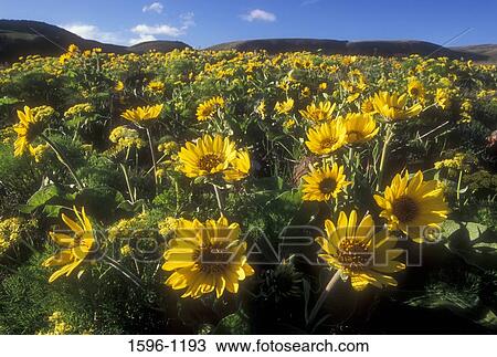 Balsam Root (Balsamorhiza sagittata) flowers in a field, Columbia Hills State Park, Columbia River Gorge National Scenic Area, Washington State, USA View Large Photo Image Stock Image - Balsam Root (Balsamorhiza sagittata) flowers in a field, Columbia Hills State Park, Columbia River Gorge National Scenic Area, Washington State, USA. Fotosearch