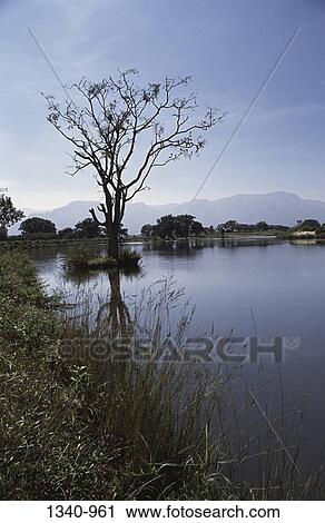 Bare tree in a lake, Moyar Lake, Nilgiris, Tamil Nadu, India View Large Photo Image Stock Image - Bare tree in a lake, Moyar Lake, Nilgiris, Tamil Nadu, India. Fotosearch