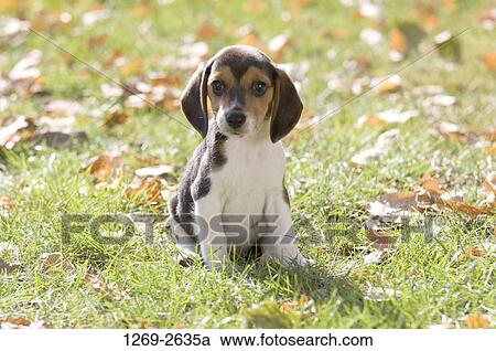 Beagle puppy in a garden View Large Photo Image Stock Image - Beagle puppy in a garden. Fotosearch