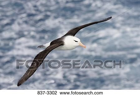 Black-Browed albatross (Diomedea melanophris) flying over the sea View Large Photo Image Stock Image - Black-Browed albatross (Diomedea melanophris) flying over the sea. Fotosearch