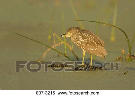 Stock Photography - Black Crowned Night heron (Nycticorax nycticorax) perching. Fotosearch