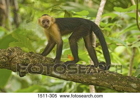 Black Howler monkey (Alouatta caraya) on a branch, Costa Rica View Large Photo Image Stock Photography - Black Howler monkey (Alouatta caraya) on a branch, Costa Rica. Fotosearch