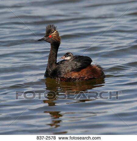 Black-necked Grebe View Large Photo Image Stock Photo - Black-necked Grebe. Fotosearch