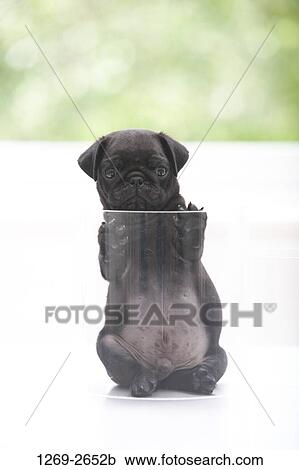 Black pug puppy in a glass container View Large Photo Image Stock Image - Black pug puppy in a glass container. Fotosearch