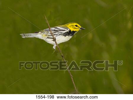 Black-Throated Green warbler (Dendroica virens) perching on a twig, High Island, Texas, USA View Large Photo Image Stock Photo - Black-Throated Green warbler (Dendroica virens) perching on a twig, High Island, Texas, USA. Fotosearch