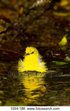 Stock Photograph - Blue-Winged warbler (Vermivora pinus) swimming in water. Fotosearch