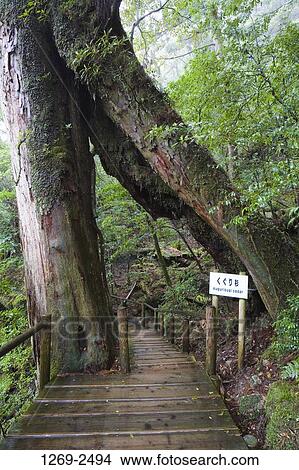 Boardwalk passing through a Kugurisugi cedar tree, Yakusugi Forest, Yakushima Island, Kagoshima Prefecture, Japan View Large Photo Image Picture - Boardwalk passing through a Kugurisugi cedar tree, Yakusugi Forest, Yakushima Island, Kagoshima Prefecture, Japan. Fotosearch