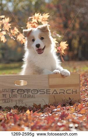 dog crate for border collie