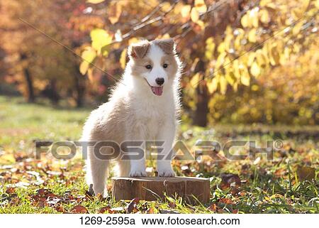 Border Collie puppy in a garden View Large Photo Image Stock Image - Border Collie puppy in a garden. Fotosearch