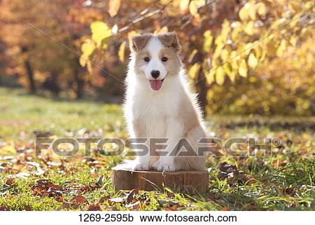 Border Collie puppy in a garden View Large Photo Image Stock Image - Border Collie puppy in a garden. Fotosearch