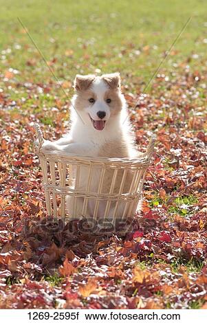 Border Collie puppy in a wicker basket View Large Photo Image Stock Image - Border Collie puppy in a wicker basket. Fotosearch