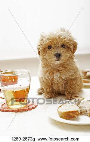 Bread slices and a glass of juice in front of a Toy poodle puppy View Large Photo Image Stock Image - Bread slices and a glass of juice in front of a Toy poodle puppy. Fotosearch