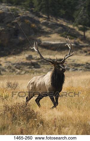 Bull elk standing in a field, Rocky Mountain National Park, Colorado, USA View Large Photo Image Stock Image - Bull elk standing in a field, Rocky Mountain National Park, Colorado, USA. Fotosearch