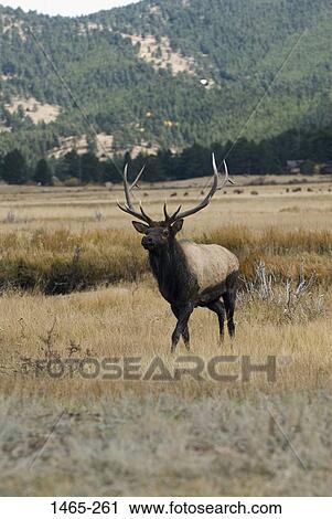 Bull elk standing in a field, Rocky Mountain National Park, Colorado, USA View Large Photo Image Stock Image - Bull elk standing in a field, Rocky Mountain National Park, Colorado, USA. Fotosearch