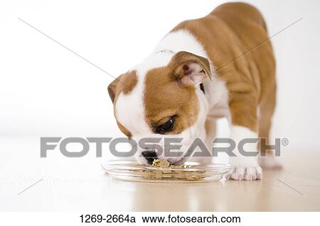 Bulldog puppy eating food from a bowl View Large Photo Image Stock Image - Bulldog puppy eating food from a bowl. Fotosearch