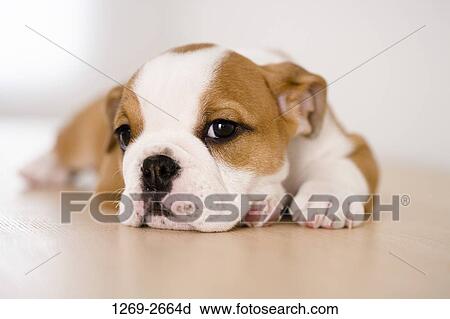 Bulldog puppy resting on the floor View Large Photo Image Stock Image - Bulldog puppy resting on the floor. Fotosearch