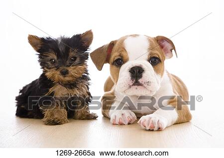 Bulldog puppy with a Yorkshire Terrier puppy View Large Photo Image Stock Image - Bulldog puppy with a Yorkshire Terrier puppy. Fotosearch