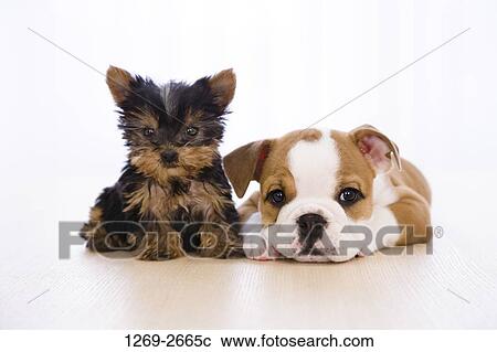 Bulldog puppy with a Yorkshire Terrier puppy View Large Photo Image Stock Image - Bulldog puppy with a Yorkshire Terrier puppy. Fotosearch