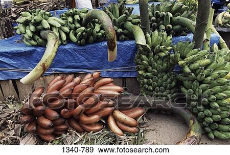 Bunches of bananas at a market stall, Tamil Nadu, India View Large Photo Image Stock Photo - Bunches of bananas at a market stall, Tamil Nadu, India. Fotosearch