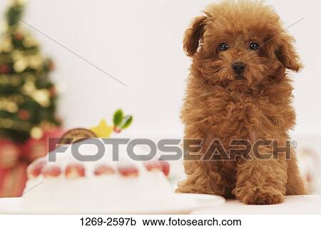 Cake in front of a Toy poodle puppy View Large Photo Image Stock Image - Cake in front of a Toy poodle puppy. Fotosearch