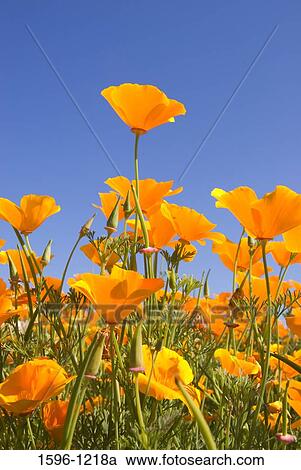 California Golden Poppy (Eschscholzia californica) flowers in a field, Marion County, Oregon, USA View Large Photo Image Stock Image - California Golden Poppy (Eschscholzia californica) flowers in a field, Marion County, Oregon, USA. Fotosearch