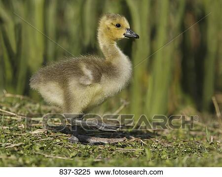 Canada gosling (Branta canadensis) in a forest View Large Photo Image Stock Photography - Canada gosling (Branta canadensis) in a forest. Fotosearch