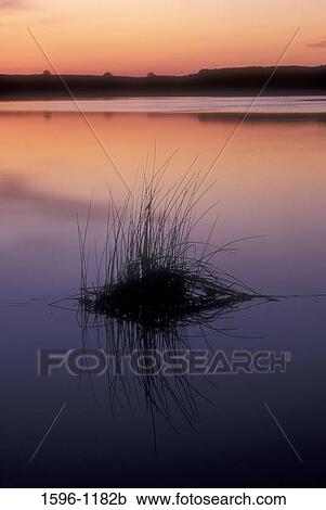 Cattails (Typha latifolia) growing in a lake, Stan Coffin Lake, Quincy Wildlife Area, Washington State, USA View Large Photo Image Stock Image - Cattails (Typha latifolia) growing in a lake, Stan Coffin Lake, Quincy Wildlife Area, Washington State, USA. Fotosearch