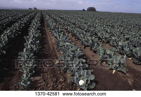 Stock Image - Cauliflowers growing in a field, Salinas, California, USA. Fotosearch