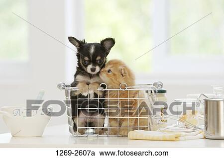Chihuahua puppy and a kitten nuzzling in a dish rack View Large Photo Image Stock Image - Chihuahua puppy and a kitten nuzzling in a dish rack. Fotosearch