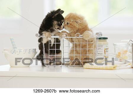 Chihuahua puppy and a kitten nuzzling in a dish rack View Large Photo Image Stock Image - Chihuahua puppy and a kitten nuzzling in a dish rack. Fotosearch