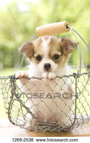 Chihuahua puppy in a basket View Large Photo Image Stock Photo - Chihuahua puppy in a basket. Fotosearch