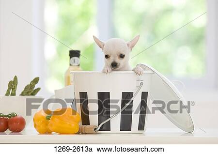 Chihuahua puppy in a bucket View Large Photo Image Stock Image - Chihuahua puppy in a bucket. Fotosearch