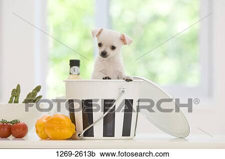 Chihuahua puppy in a bucket View Large Photo Image Stock Image - Chihuahua puppy in a bucket. Fotosearch