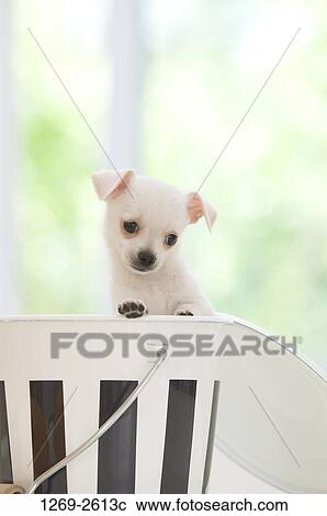 Chihuahua puppy in a bucket View Large Photo Image Stock Image - Chihuahua puppy in a bucket. Fotosearch