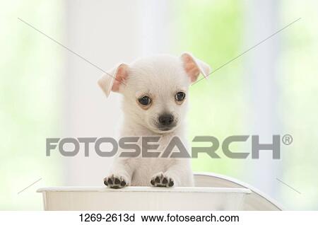 Stock Image - Chihuahua puppy in a bucket. Fotosearch