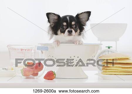 Stock Image - Chihuahua puppy in a colander. Fotosearch