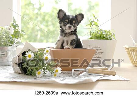 Chihuahua puppy in a flower pot View Large Photo Image Stock Image - Chihuahua puppy in a flower pot. Fotosearch