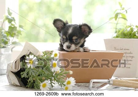 Chihuahua puppy in a flower pot View Large Photo Image Stock Image - Chihuahua puppy in a flower pot. Fotosearch