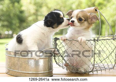Chihuahua puppy in a tub licking another Chihuahua puppy in a basket View Large Photo Image Stock Image - Chihuahua puppy in a tub licking another Chihuahua puppy in a basket. Fotosearch