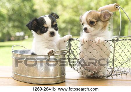 Chihuahua puppy in a tub with another Chihuahua puppy in a basket View Large Photo Image Stock Image - Chihuahua puppy in a tub with another Chihuahua puppy in a basket. Fotosearch