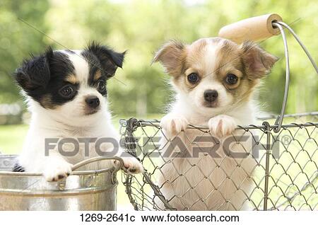 Chihuahua puppy in a tub with another Chihuahua puppy in a basket View Large Photo Image Stock Image - Chihuahua puppy in a tub with another Chihuahua puppy in a basket. Fotosearch