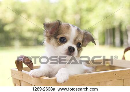 Chihuahua puppy in a wicker basket View Large Photo Image Stock Image - Chihuahua puppy in a wicker basket. Fotosearch