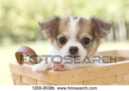 Chihuahua puppy in a wicker basket View Large Photo Image Stock Image - Chihuahua puppy in a wicker basket. Fotosearch
